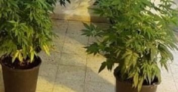 מתמחה בעריכת דין גידל קנביס ויצא ללא הרשעה כדי לא לפגוע בעתידו