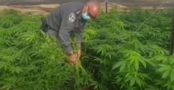 6 חשודים בגידול 102 ק"ג מריחואנה במושב אחיטוב