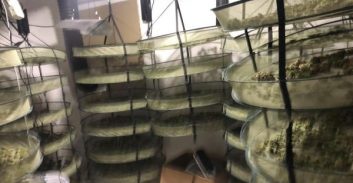 בת ים: מוכר למשטרה חשוד בגידול יותר מ-50 ק"ג קנאביס