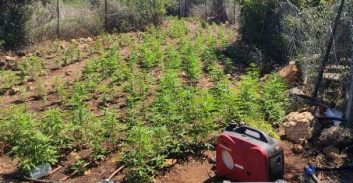 13 חודשי מאסר על גידול שדה קנאביס באזור יערה