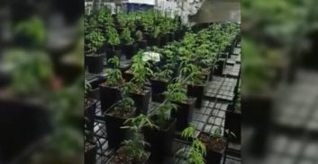 שלושה חשודים בגידול 2,000 שתילי קנאביס בהאנגר באזור התעשייה בפ"ת