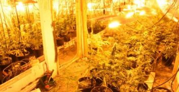 העונש לזוג חקלאים מהצפון ש"עשו הסבה" לגידול מריחואנה