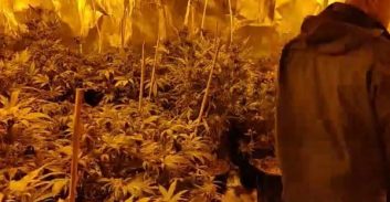 מעבדת הידרו עם כ-100 ק"ג מריחואנה נחשפה בדירה באבן יהודה