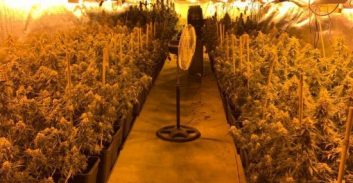 שלושה חשודים בגידול 177 ק"ג קנאביס במושב בגליל