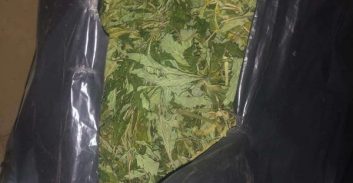 ראשל"צ: צעיר הודה בגידול קנביס, המשטרה מחפשת את השותף