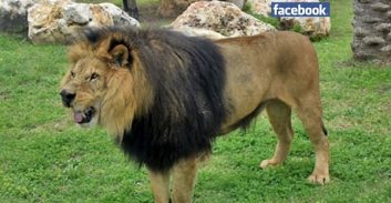 ספק מזון לחי פארק בקרית מוצקין הורשע במתן שוחד למנהל גן החיות