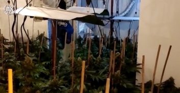 בן 18 חשוד בגידול 142 ק"ג קנאביס בבני ברק