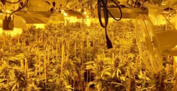 אישום: צעיר מבני ברק גידל יותר מרבע טון קנאביס בפתח תקווה