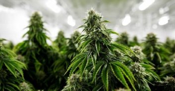 המחוזי קיבל ערר של חשוד בגידול 78 ק"ג קנביס והורה על שחרורו