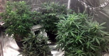 העליון החמיר את הקנסות של מנהלי רשת מעבדות לגידול קנביס