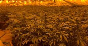 מוכר למשטרה חשוד בהפעלת מעבדות הידרו בבת-ים ובראשל"צ