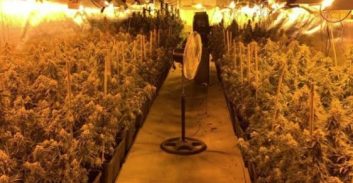 אישום: גידלו יותר מ-150 ק"ג קנאביס במעבדה באזור נהריה