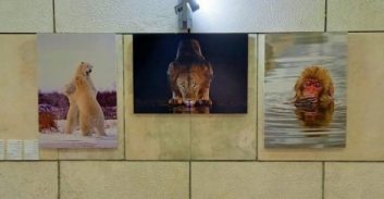 תערוכה: "חוקי הטבע" בבית משפט השלום נצרת