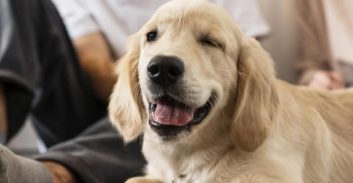 חשוד בגניבת כלבה שוחרר עקב מעצר לא חוקי