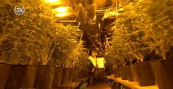 פוסטה TV: כ-2,000 שתילי קנאביס בשתי מעבדות במטה יהודה