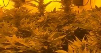 מוכר למשטרה מלוד חשוד בגידול יותר מ-100 ק"ג קנאביס בראשל"צ