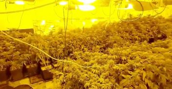 העונש לצעיר שגידל 140 ק"ג קנאביס ביחידת דיור בקרית יערים