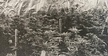 כתב אישום: 73 ק"ג קנאביס במעבדה במושב בדרום