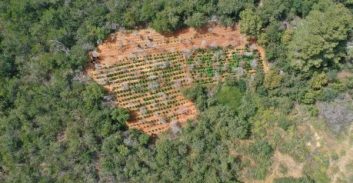 4,500 שתילי קנאביס אותרו ליד פרדס חנה