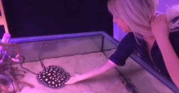 דגי הטריגון שהוחרמו בקיסריה יישארו ב"בית המעצר" של רשות הטבע והגנים