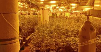 אישום: גידל כרבע טון קנאביס בבית שמש