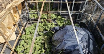 המשטרה השמידה 96 מתחמים לגידול מריחואנה בשטחי אש בדרום