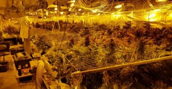 שני חשודים בגידול כ-100 ק"ג קנאביס במעבדה בדרום תל אביב