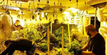 הסדר טיעון לצעירים שגידלו 80 ק"ג קנאביס בדירה שכורה בנתניה