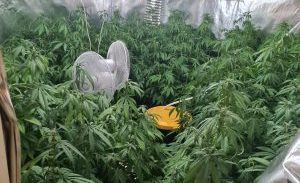 אשקלון: מוכר למשטרה חשוד בגידול 228 שתילי קנאביס בדירה שכורה