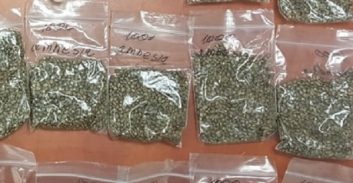 צעירים מהפזורה הבדואית חזרו מברצלונה עם 1.6 ק"ג זרעי קנאביס