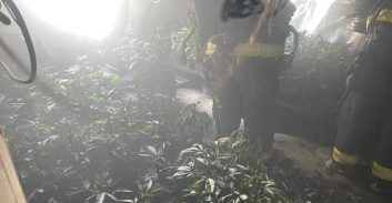 הואשם בגידול 121 ק"ג קנאביס, הורשע על גידול פחות ממחצית