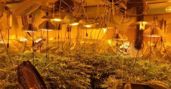 גידל 67 ק"ג מריחואנה, שוחרר ללא תסקיר שירות מבחן