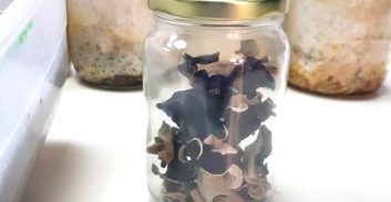 מעצר חשוד בהחזקת קטמין בוצע על-ידי שוטר מתנדב והתביעה הקלה בעונש