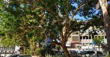 ת"א: תושבי קריית ספר נגד הקמת שני מגדלים באזור השוק הסיטונאי