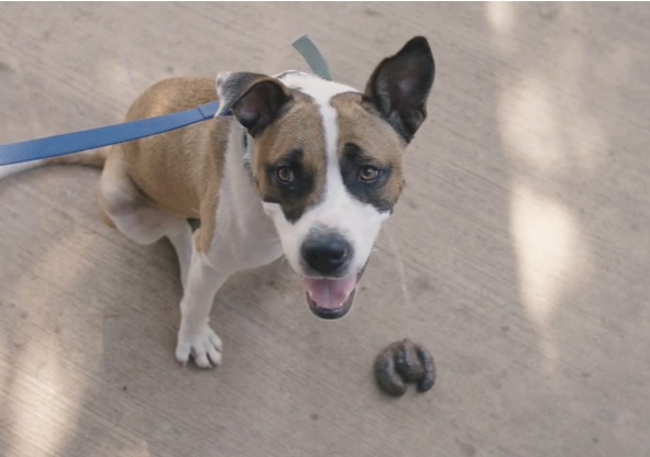 אושרה הקמת מאגר גנטי של כלבים על פי צואה לצורך מתן קנסות