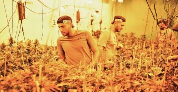 שבעה חשודים בגידול יותר מ-300 ק"ג קנאביס סמוך למזכרת בתיה