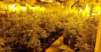 שחרור באיזוק לנאשמים בהפעלת מעבדה וגידול עשרות ק"ג קנאביס