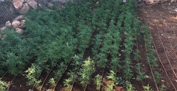 חשד: השתלטו על שטח ציבורי פתוח בגליל וגידלו שדה קנאביס