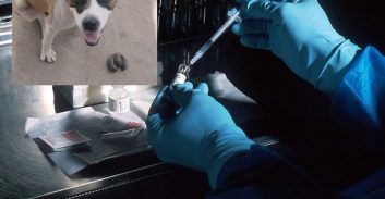 עיריית ת"א אשרה: מאגר די-אן-איי כלבים יאפשר מעקב אחר איסוף צואה