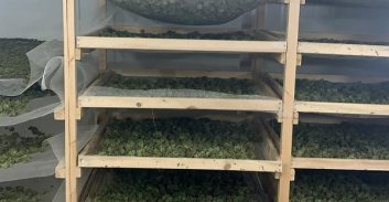 העונשים לשבעה נאשמים בתיק גידול רבע טון קנאביס ברשת מעבדות