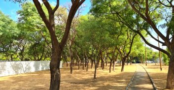 חוק ט"ו בשבט: כבוד לעצים הוותיקים בישראל