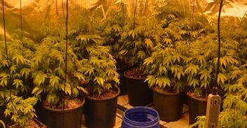 ראשל"צ: שני גיסים חשודים בגידול כ-100 ק"ג קנאביס בדירה