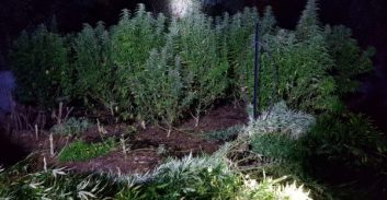 אישום: 196 ק"ג קנאביס בחווה מגודרת ומרושתת במצלמות