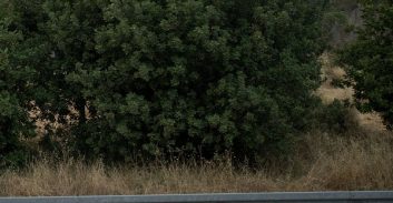 שני צעירים מלוד חשודים שחטפו קטין ליער בן שמן ותקפו אותו