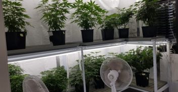 בימ"ש העליון קיצר בעונשו של מורשע בהפעלת מעבדת קנאביס