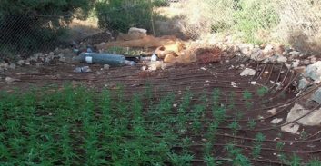 גידל 400 שתילי קנאביס בזמן שהמתין לגזר דין על גניבת נשק מצה"ל