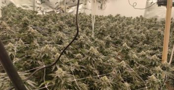 אפקט הקורונה: חשוד בגידול 166 ק"ג מריחואנה שוחרר כי "שותפו" בבידוד