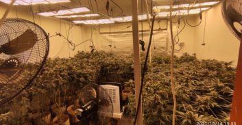 קריית חיים: בן 62 נעצר על גידול 166 ק"ג קנאביס בדירתו