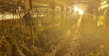 מעבדת המנהרה – רשימת החשודים בגידול חצי טון קנאביס