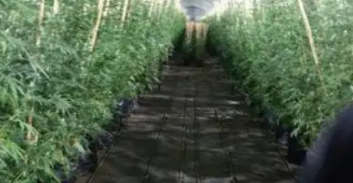 בעל משק בניצני עוז חוייב ב-3 מיליון שקל על גידול 3 טון קנאביס